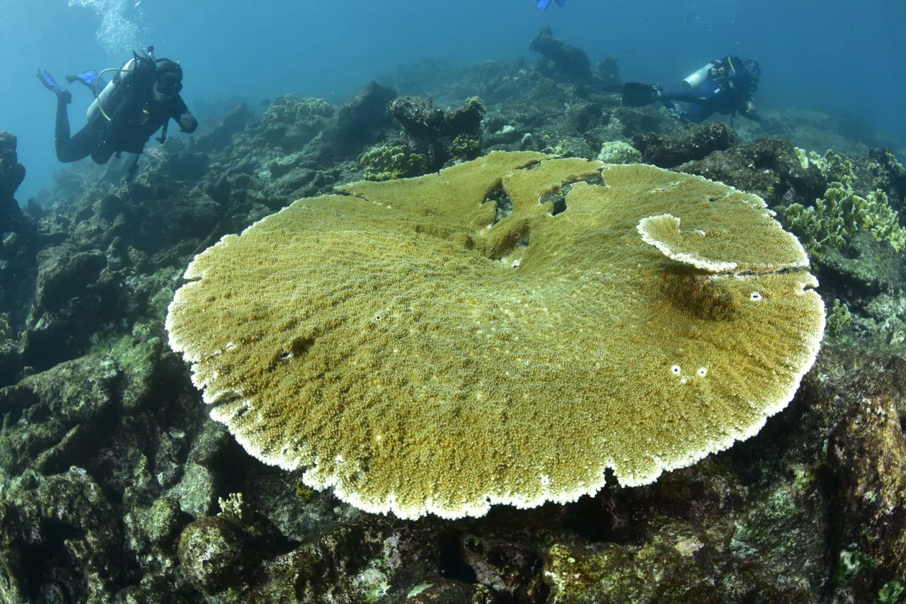 Corales de la Costa Aragüeña